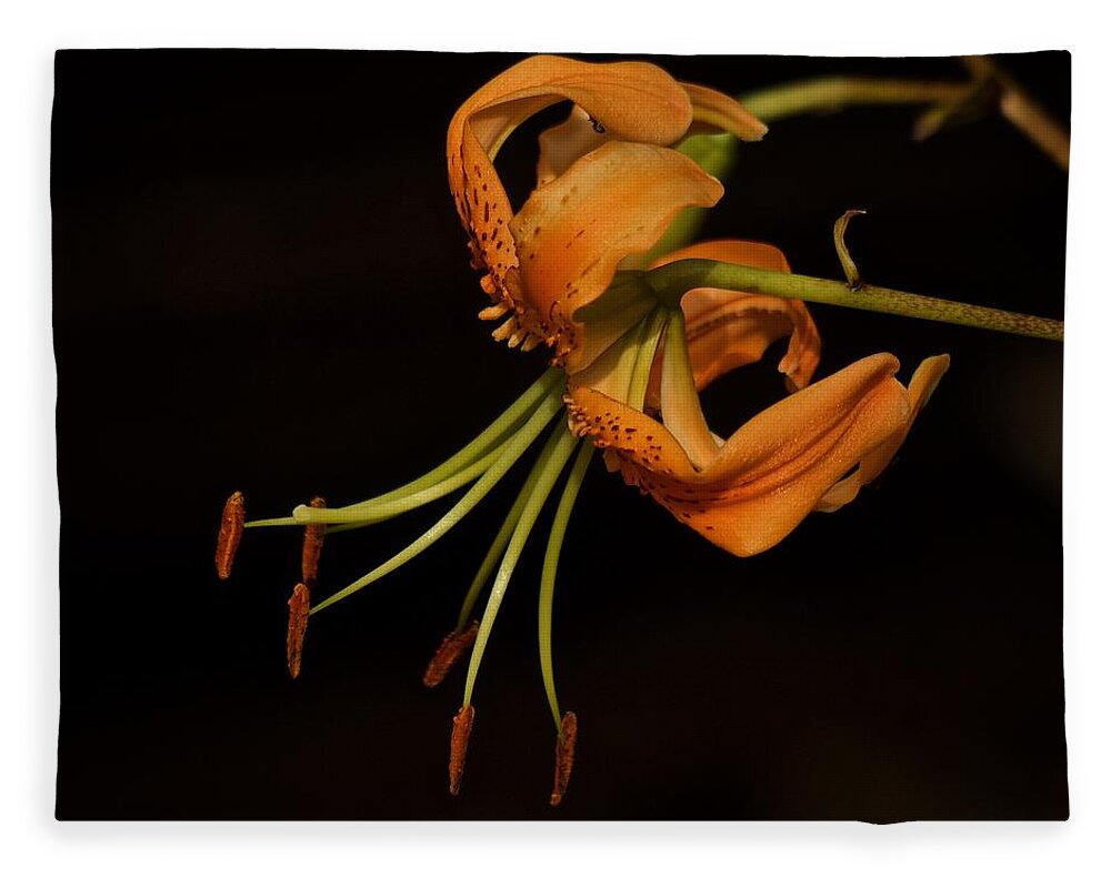 Tiger Lily Fleece Blanket featuring the photograph Tiger Lily 2020 by Richard Cummings