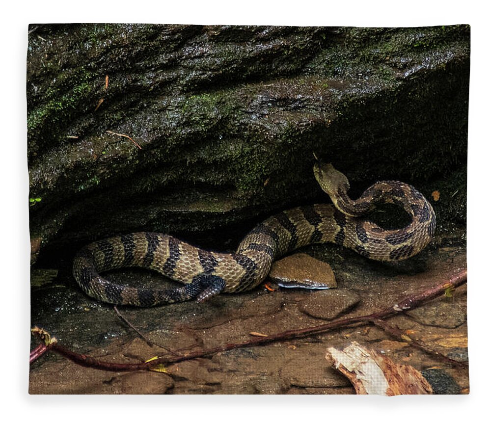 Brevard Fleece Blanket featuring the photograph Timber Rattler by Melissa Southern