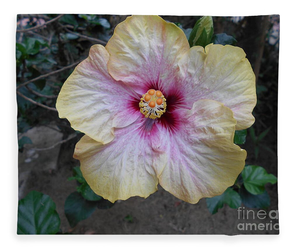 Flower Fleece Blanket featuring the photograph Tinges of Purple by Nancy Graham