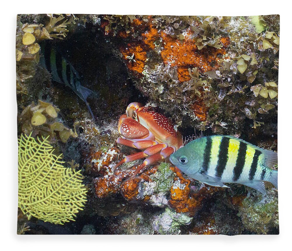 Animals Fleece Blanket featuring the photograph Too Close For Comfort by Lynne Browne