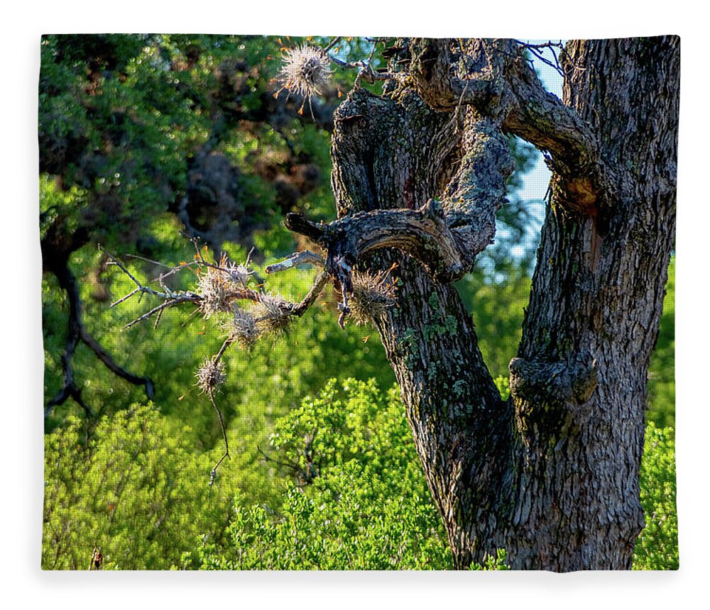 Tree Fleece Blanket featuring the photograph Tree in the Texas Sun by Nathan Wasylewski