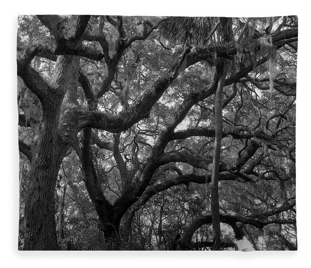 Horizontal Fleece Blanket featuring the photograph Trees, Tide Views Preserve, 2006 by John Simmons