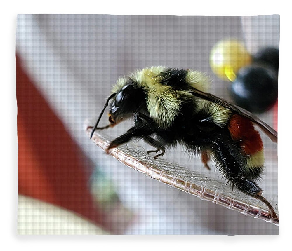 Bombus Ternarius Fleece Blanket featuring the photograph Tri-colored Bumble Bee by Jean Evans