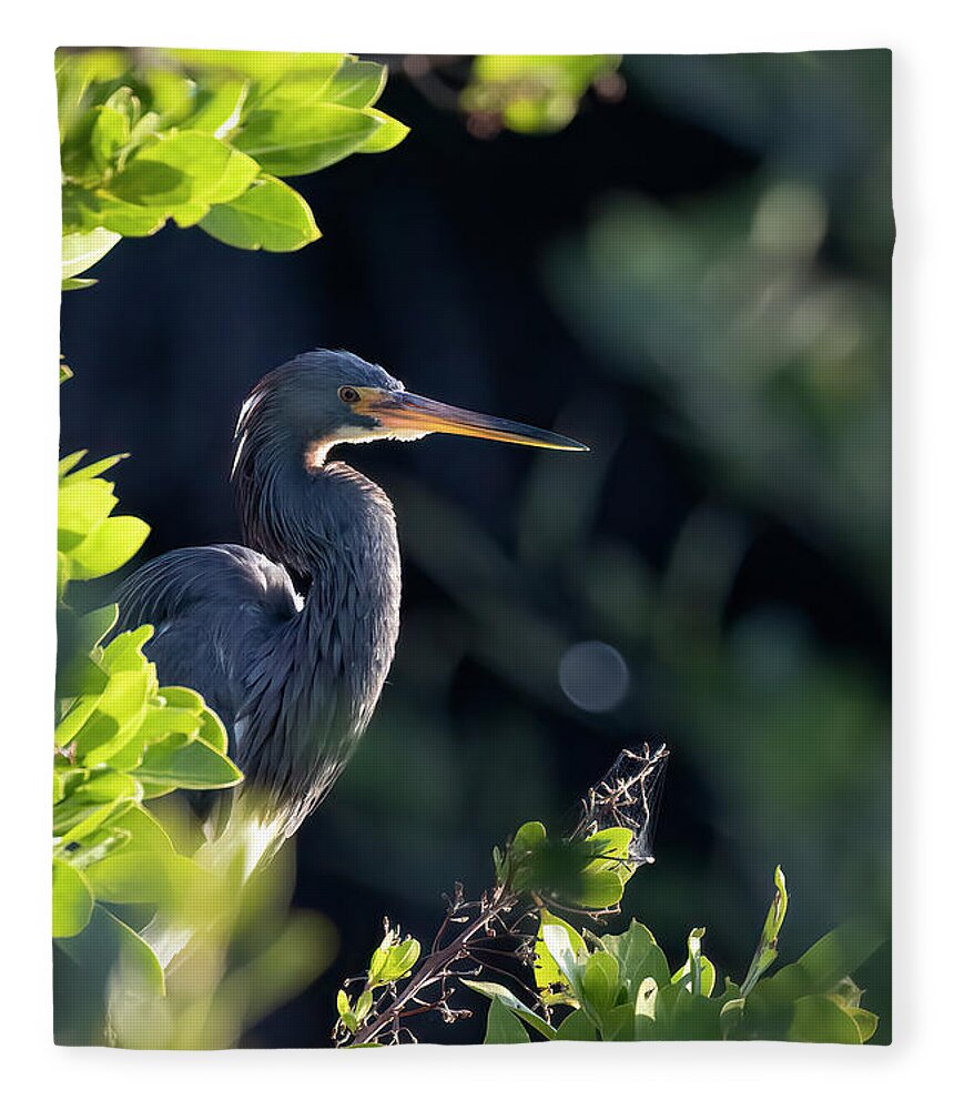 Tri-colored Heron Fleece Blanket featuring the photograph Tri-Colored Heron in Morning Sun 1 by RD Allen