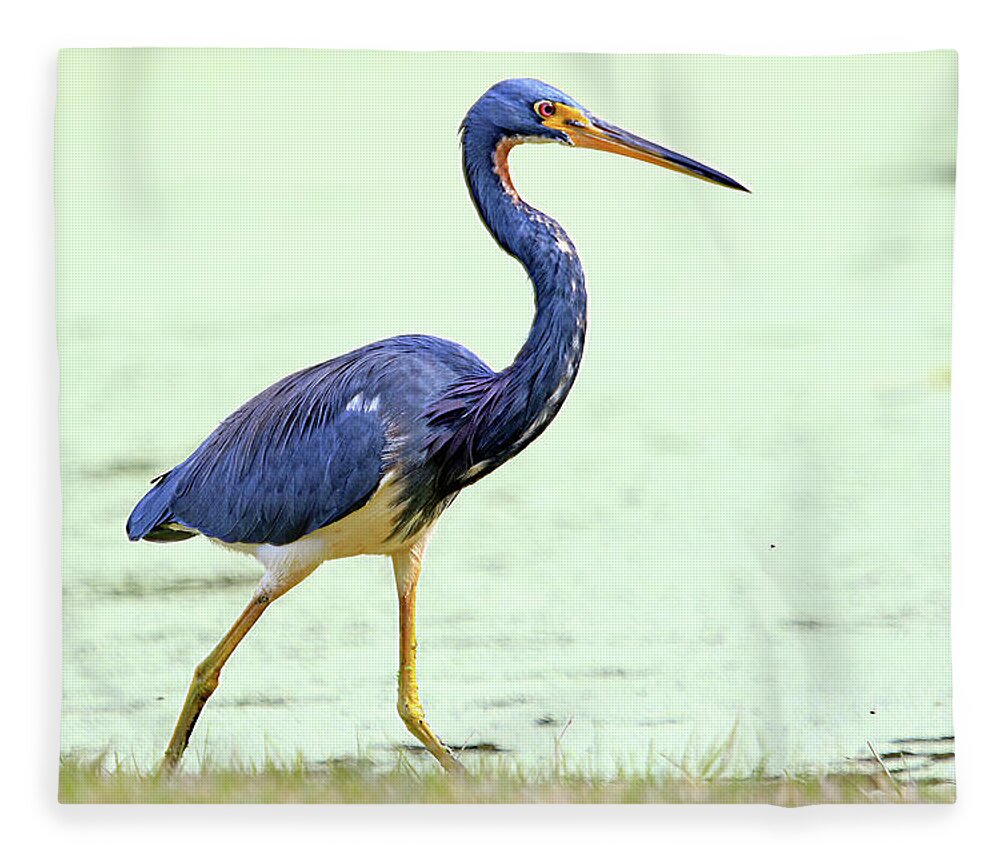 Tricolored Heron Fleece Blanket featuring the photograph Tricolored Heron by Shixing Wen