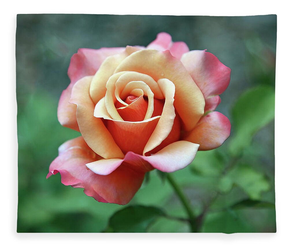 Rose Fleece Blanket featuring the photograph True Beauty by Gina Fitzhugh