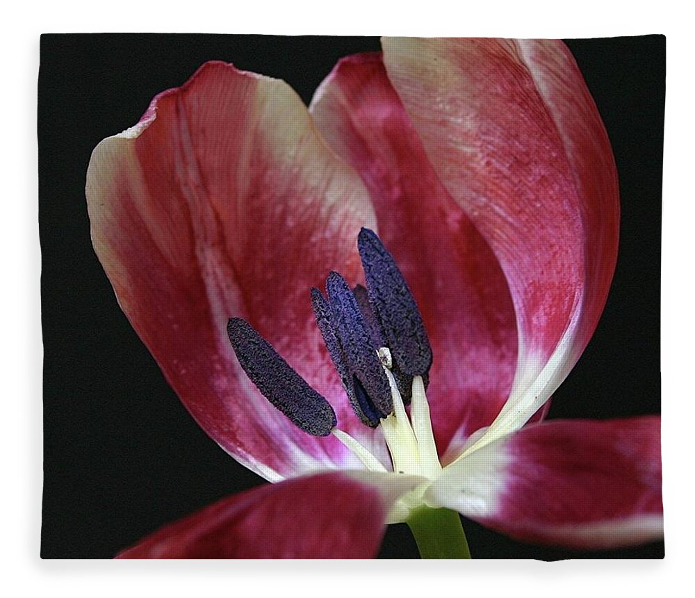 Macro Fleece Blanket featuring the photograph Tulip Red 042207 by Julie Powell