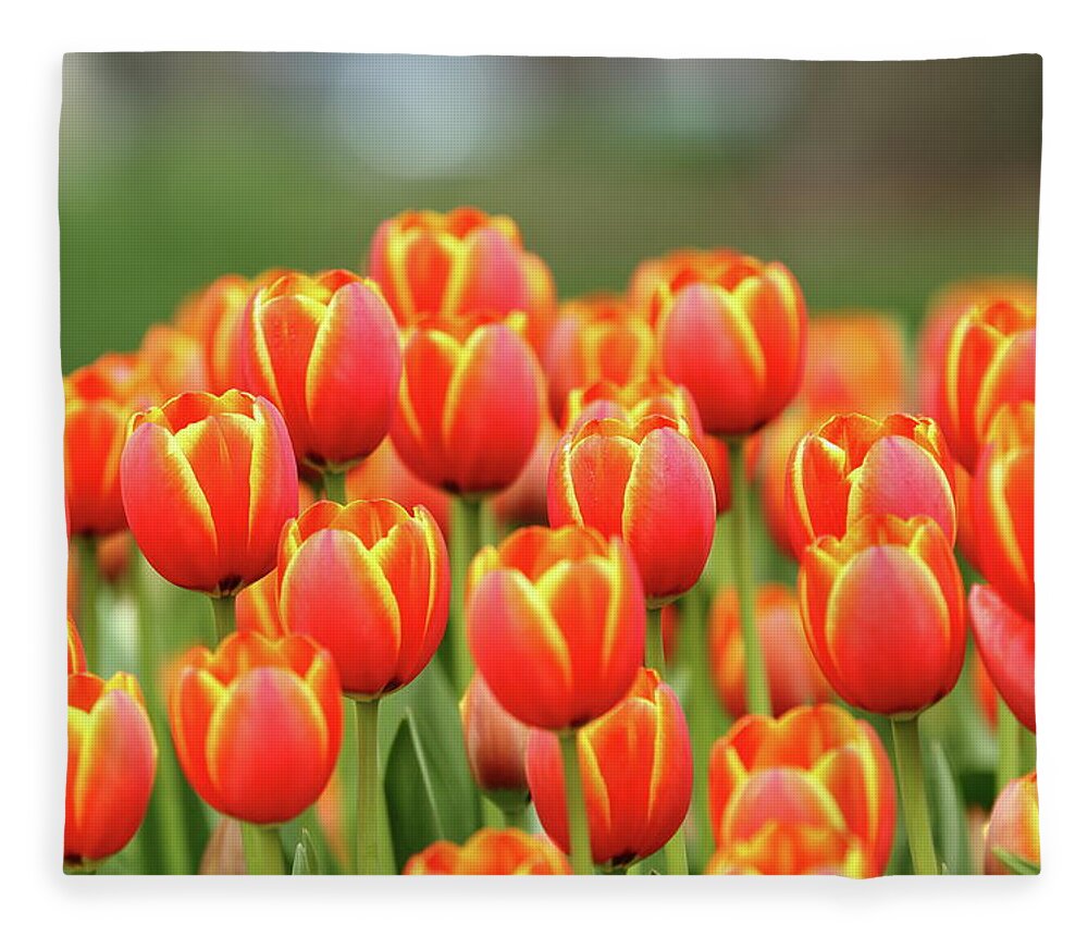 Nature Fleece Blanket featuring the photograph Tulip Tiki Torches by Lens Art Photography By Larry Trager