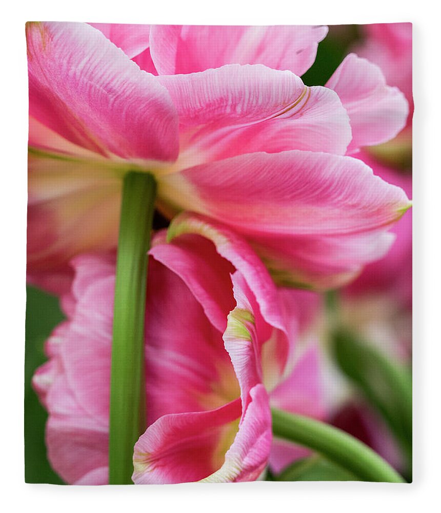Agricultural Fleece Blanket featuring the photograph Tulip Togetherness by Eggers Photography