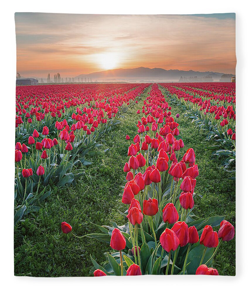Tulips Fleece Blanket featuring the photograph Tulips at Sunrise by Michael Rauwolf