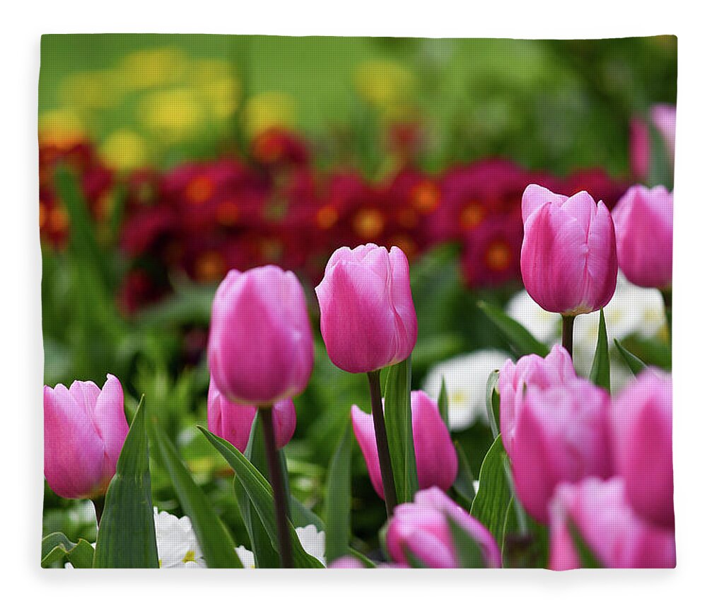 Tulips Fleece Blanket featuring the photograph Tulips blooming in the spring sunshine by Andrew Lalchan