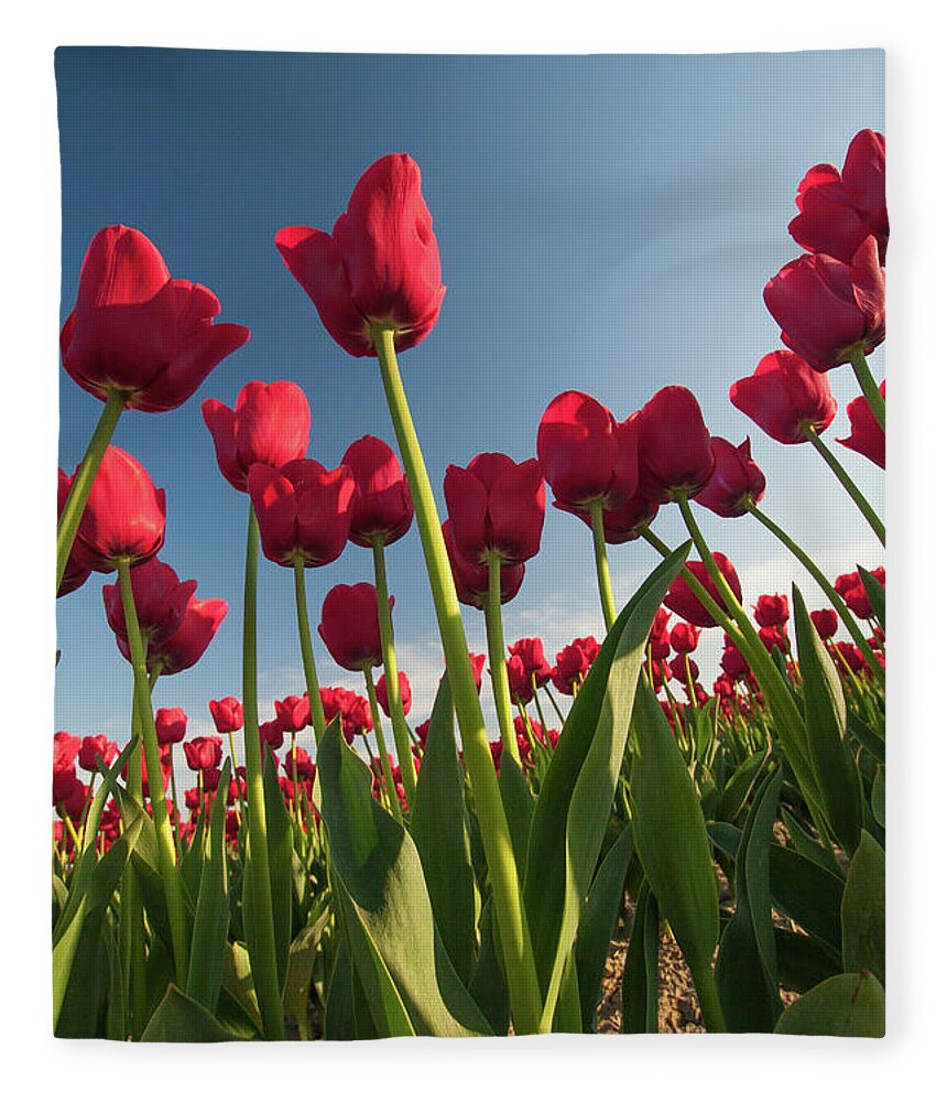 Tulips Fleece Blanket featuring the photograph Tulips Looking Up by Michael Rauwolf