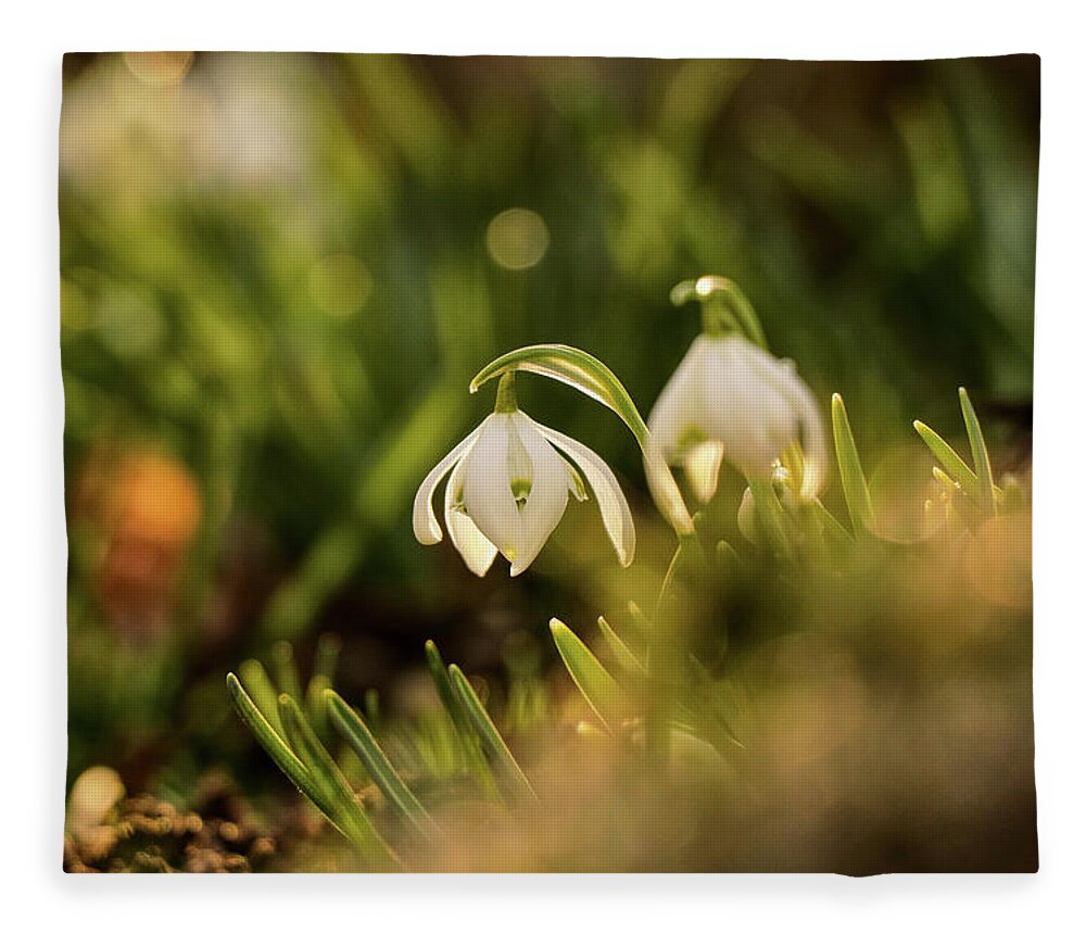 Galanthus Nivalis Fleece Blanket featuring the photograph Galanthus nivalis at spring by Vaclav Sonnek