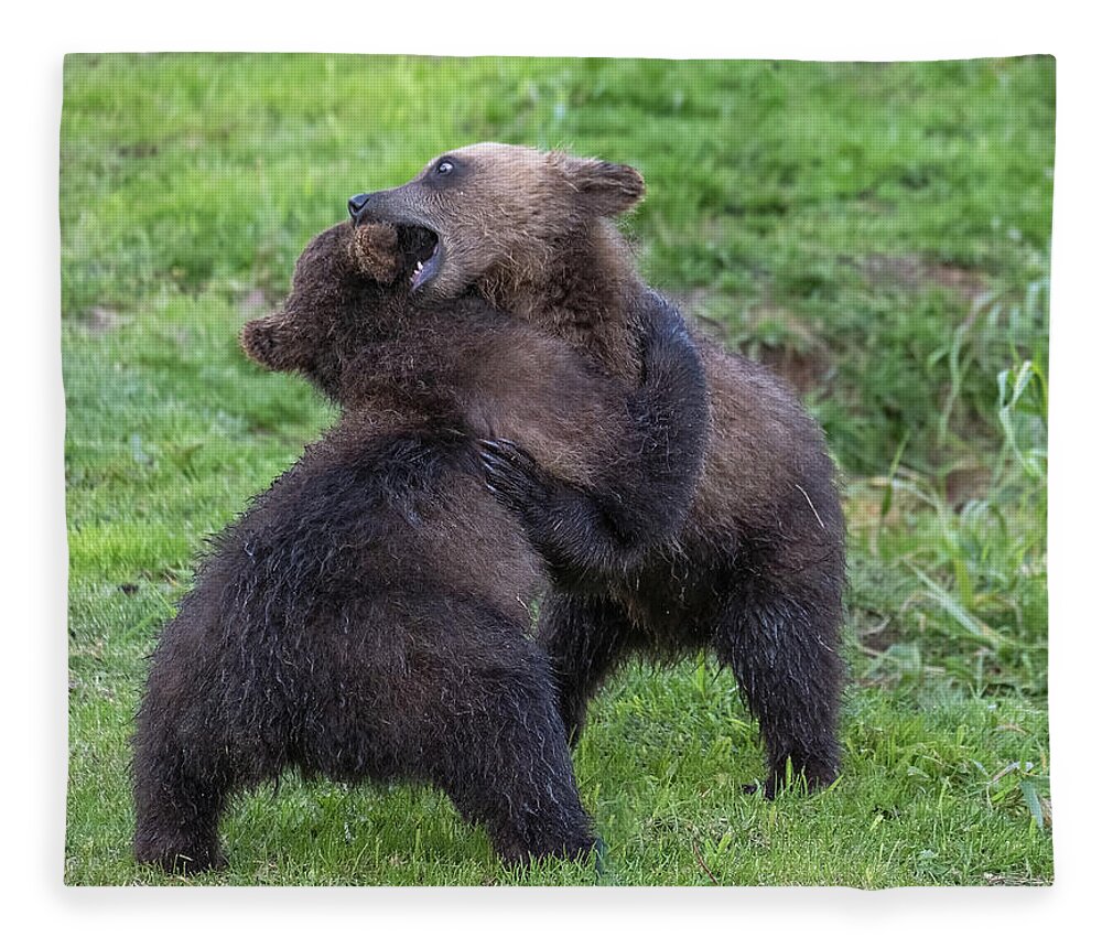 Bear Fleece Blanket featuring the photograph Two brown bear cubs playing by Mikhail Kokhanchikov