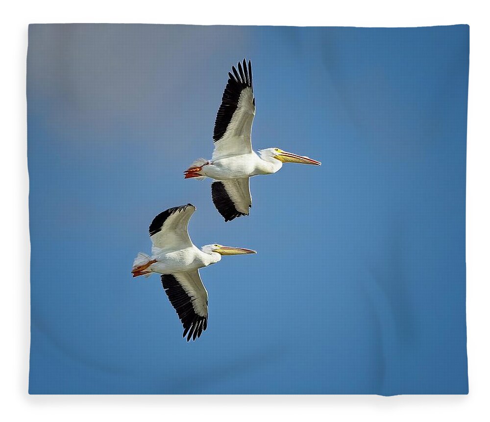 American White Pelican Fleece Blanket featuring the photograph Two Soaring Overhead by Ronald Lutz