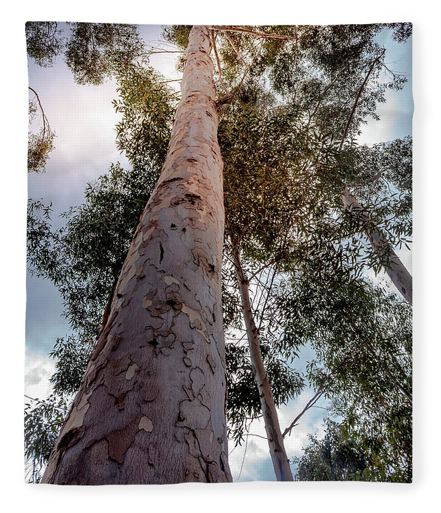 Eucalyptus Fleece Blanket featuring the photograph Under the Eucalyptus Trees by Alison Frank