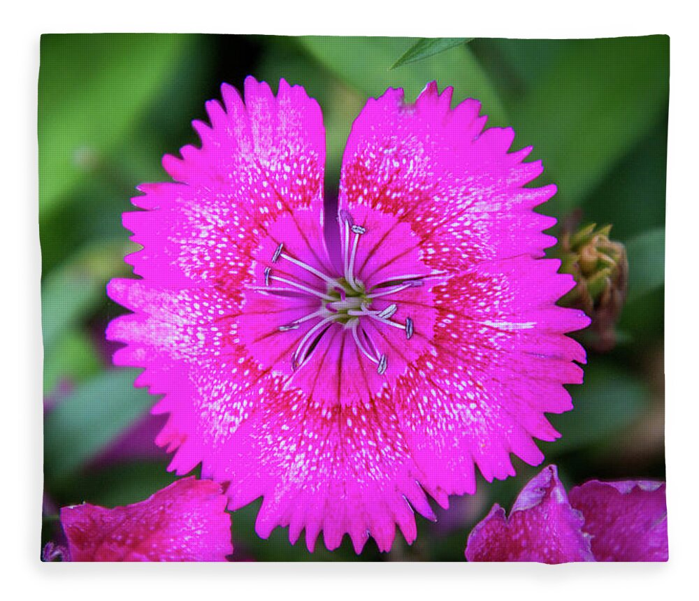 China Pink Fleece Blanket featuring the photograph Vibrant Pink Dianthus by Debra Martz