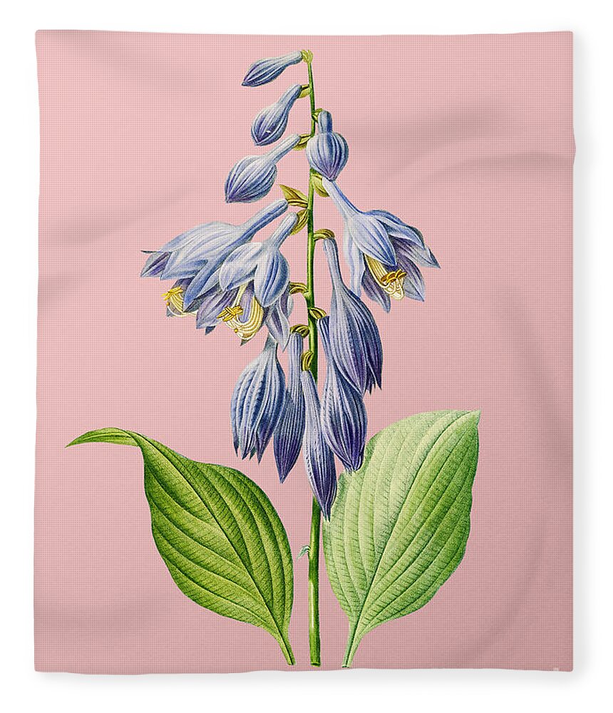 Holyrockarts Fleece Blanket featuring the mixed media Vintage Blue Daylily Botanical Illustration on Pink by Holy Rock Design