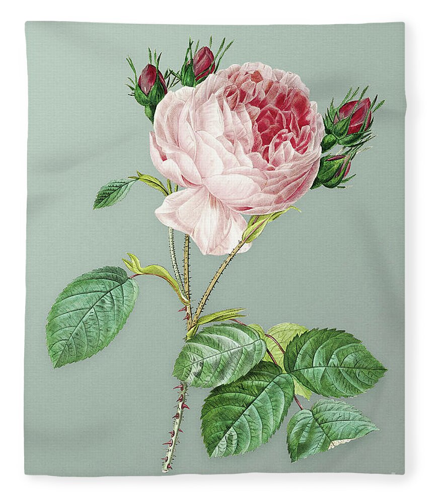 Vintage Fleece Blanket featuring the mixed media Vintage Centifolia Roses Botanical Art on Mint Green n.0295 by Holy Rock Design