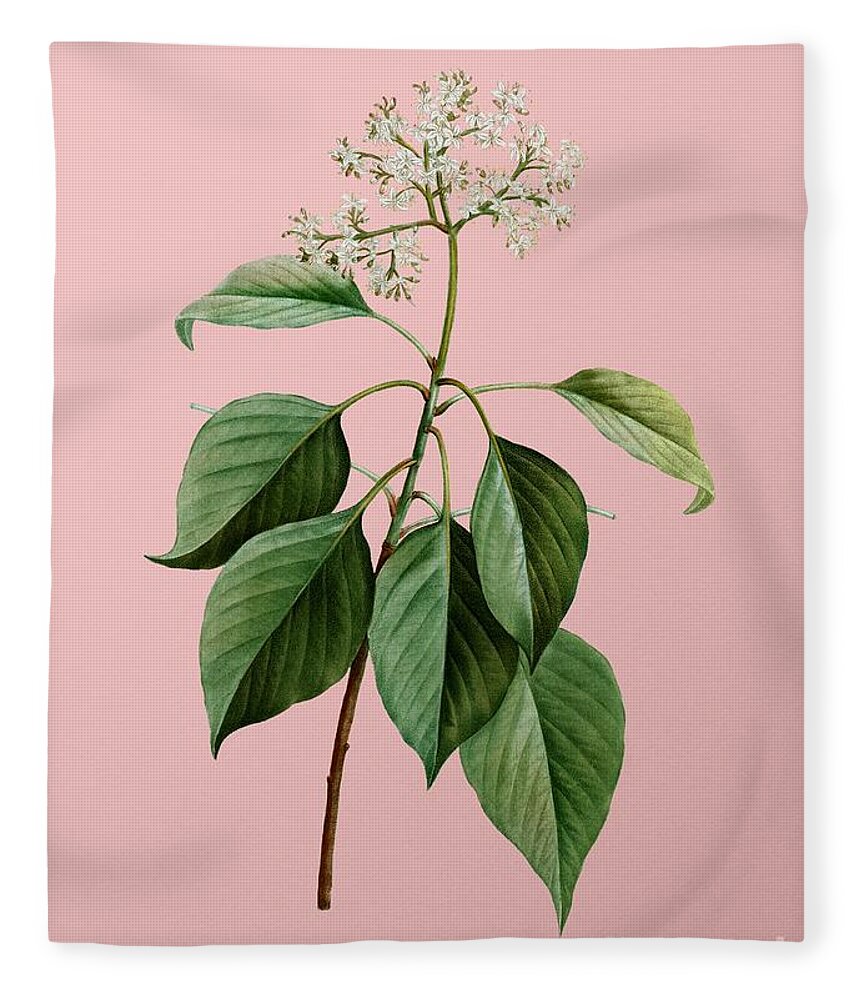 Holyrockarts Fleece Blanket featuring the mixed media Vintage Pagoda Dogwood Botanical Illustration on Pink by Holy Rock Design