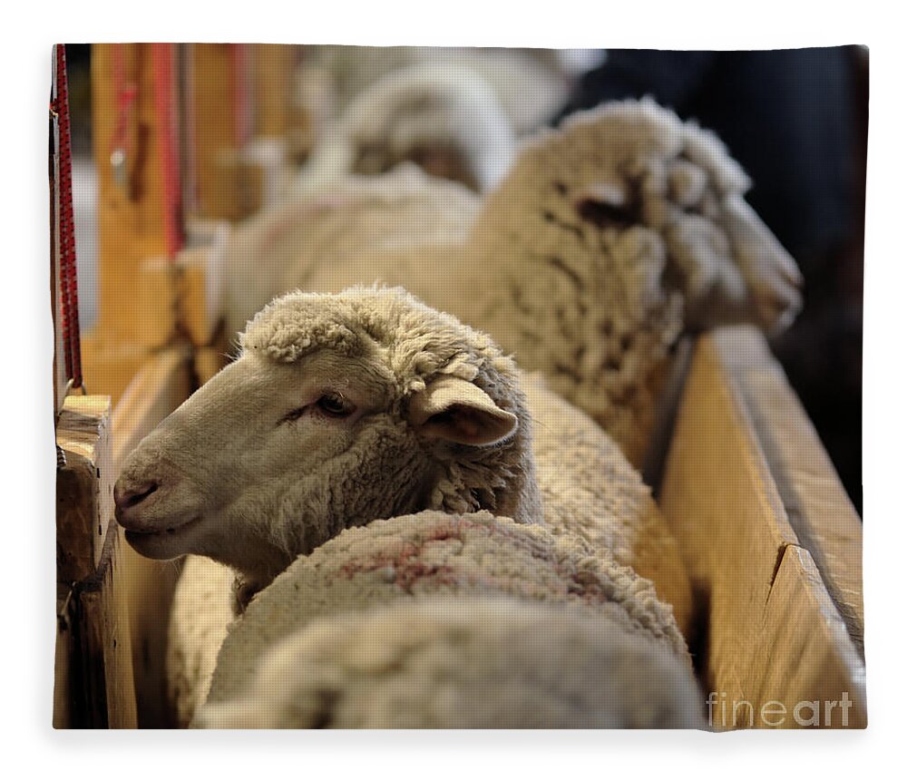 Sheep Fleece Blanket featuring the photograph Waiting In Line by Kae Cheatham