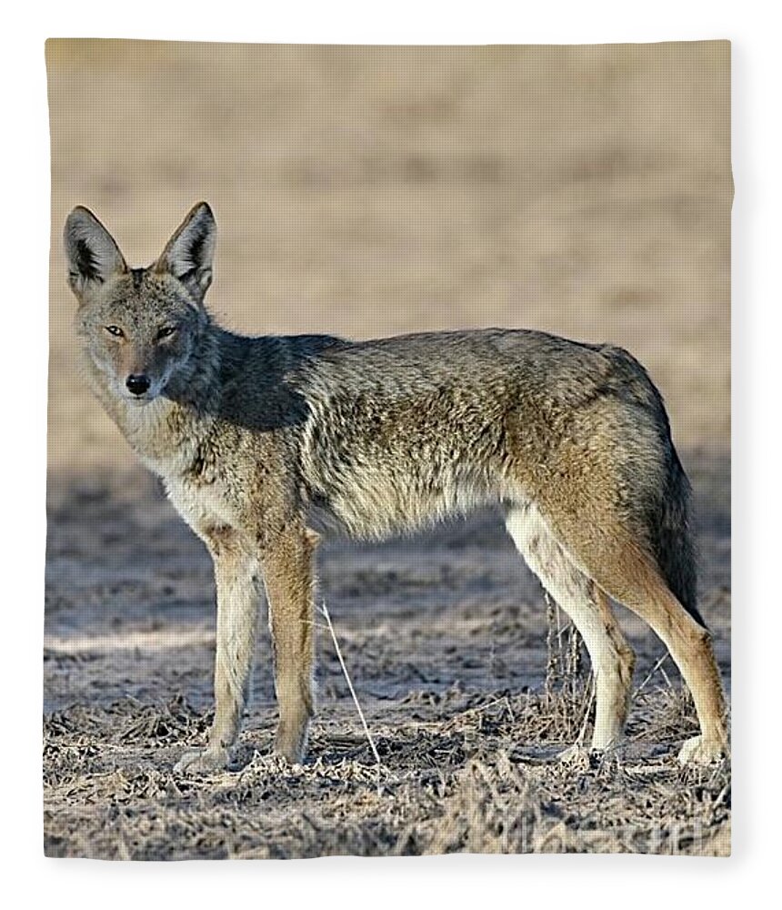 Coyote Fleece Blanket featuring the digital art Watchful Eye by Tammy Keyes
