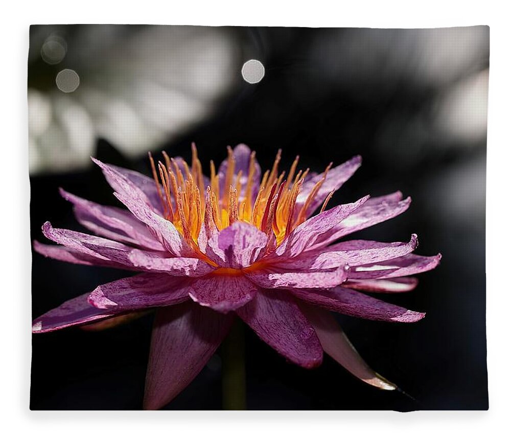 Water Lily Fleece Blanket featuring the photograph Water Lily in the Spotlight by Mingming Jiang