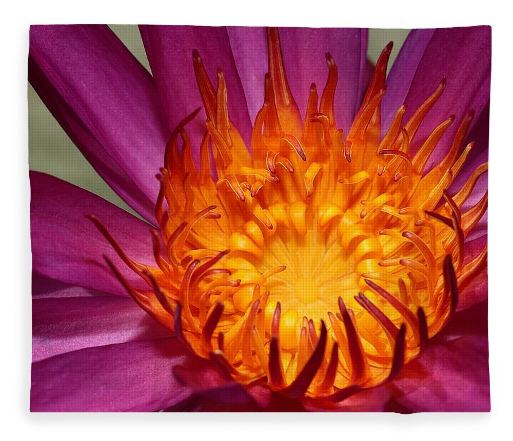 Water Lily Fleece Blanket featuring the photograph Water Lily on Fire by Mingming Jiang