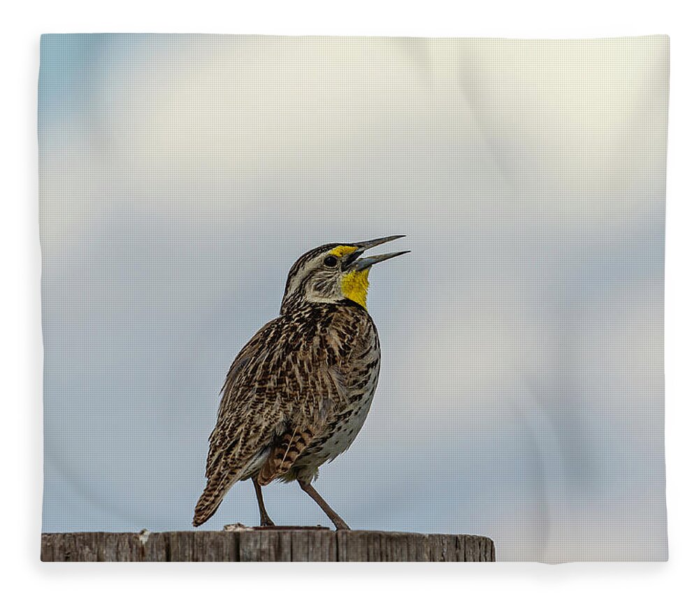 Western Meadowlark Fleece Blanket featuring the photograph Western Meadowlark 2014 by Thomas Young