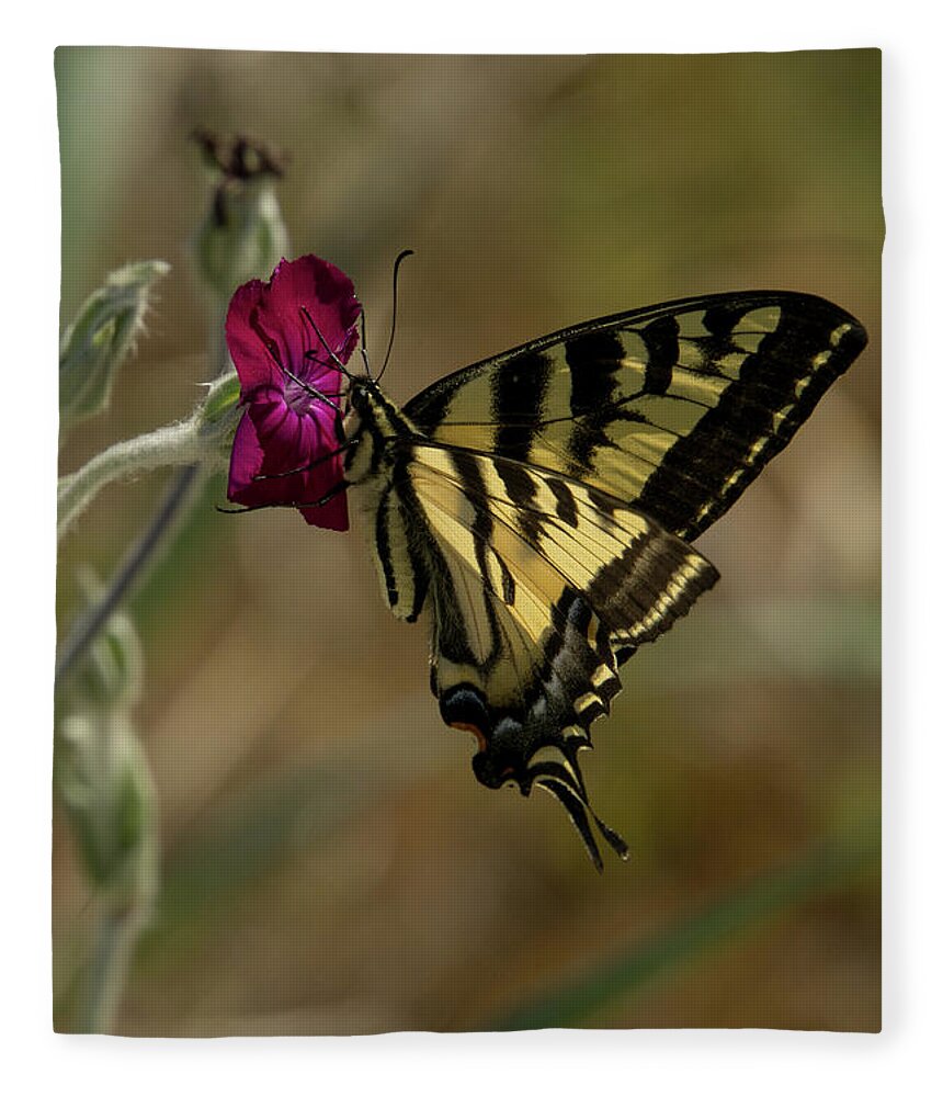 Western Tiger Swallowtail Fleece Blanket featuring the photograph Western Tiger Swallowtail Butterfly Clings to Wildflower #2 by Nancy Gleason