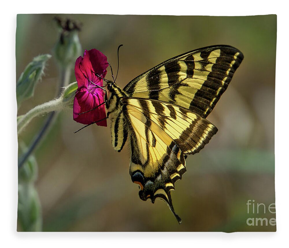 Western Tiger Swallowtail Fleece Blanket featuring the photograph Western Tiger Swallowtail on Rose Campion Flower #3 by Nancy Gleason