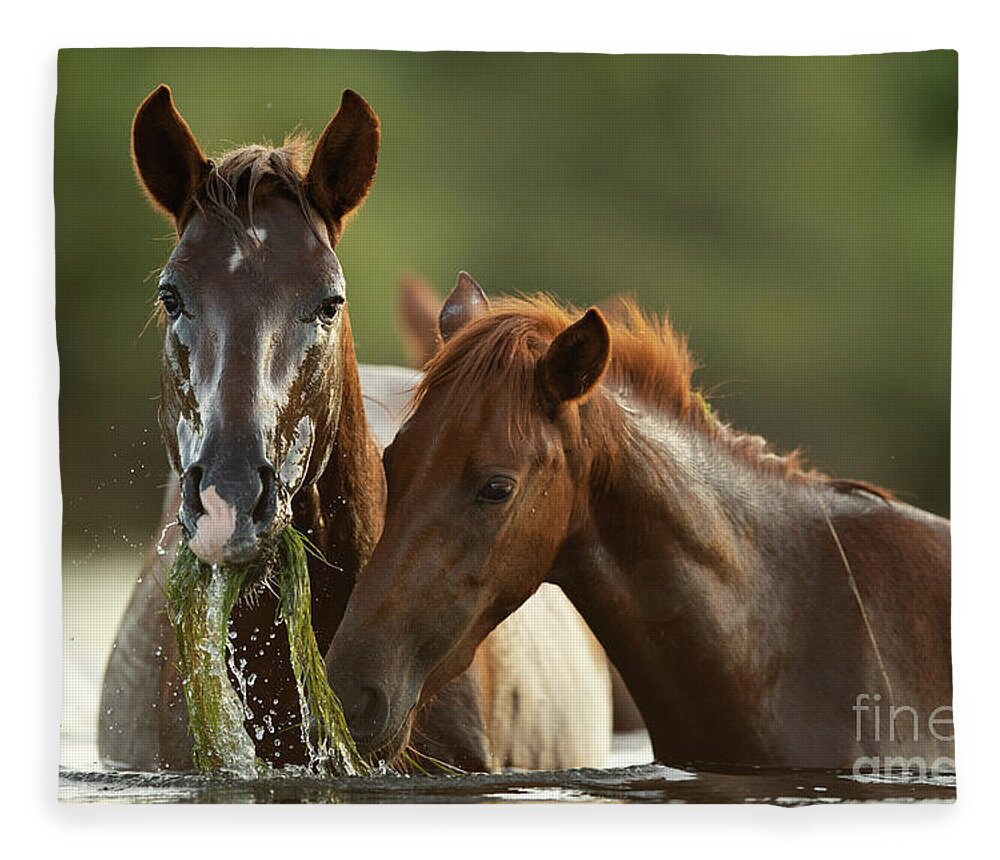 Salt River Wild Horses Fleece Blanket featuring the photograph Wet Face by Shannon Hastings