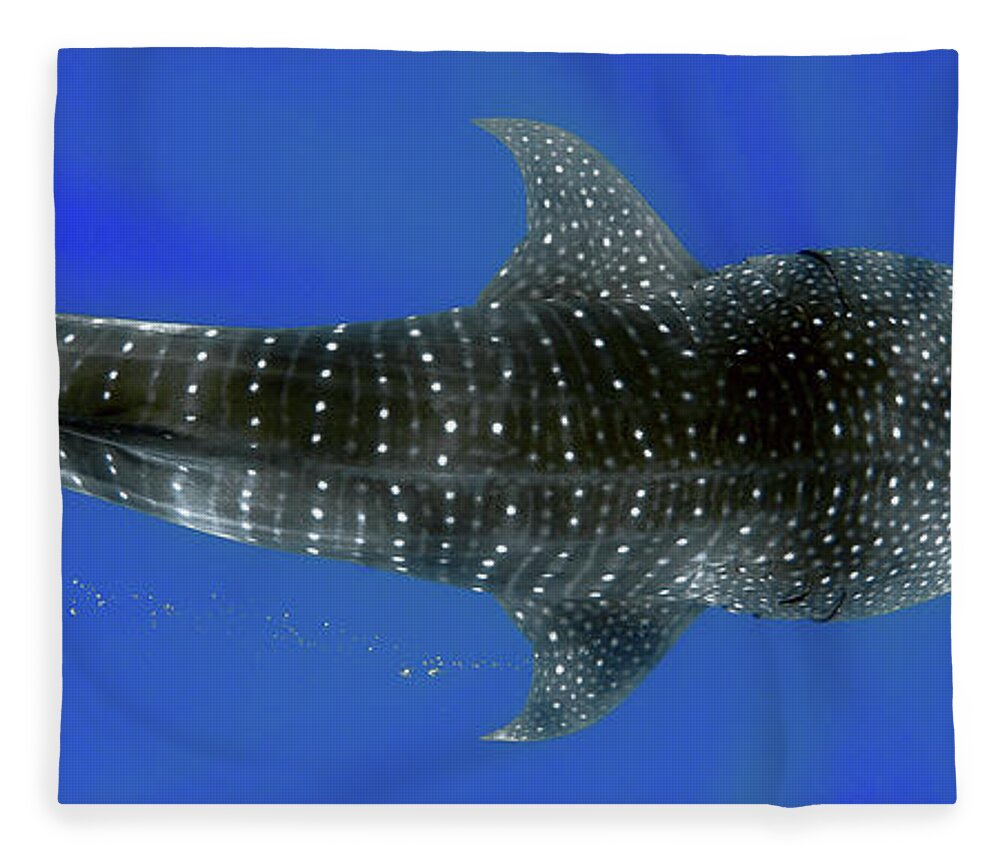 Whale Shark Fleece Blanket featuring the photograph Whale shark by Artesub