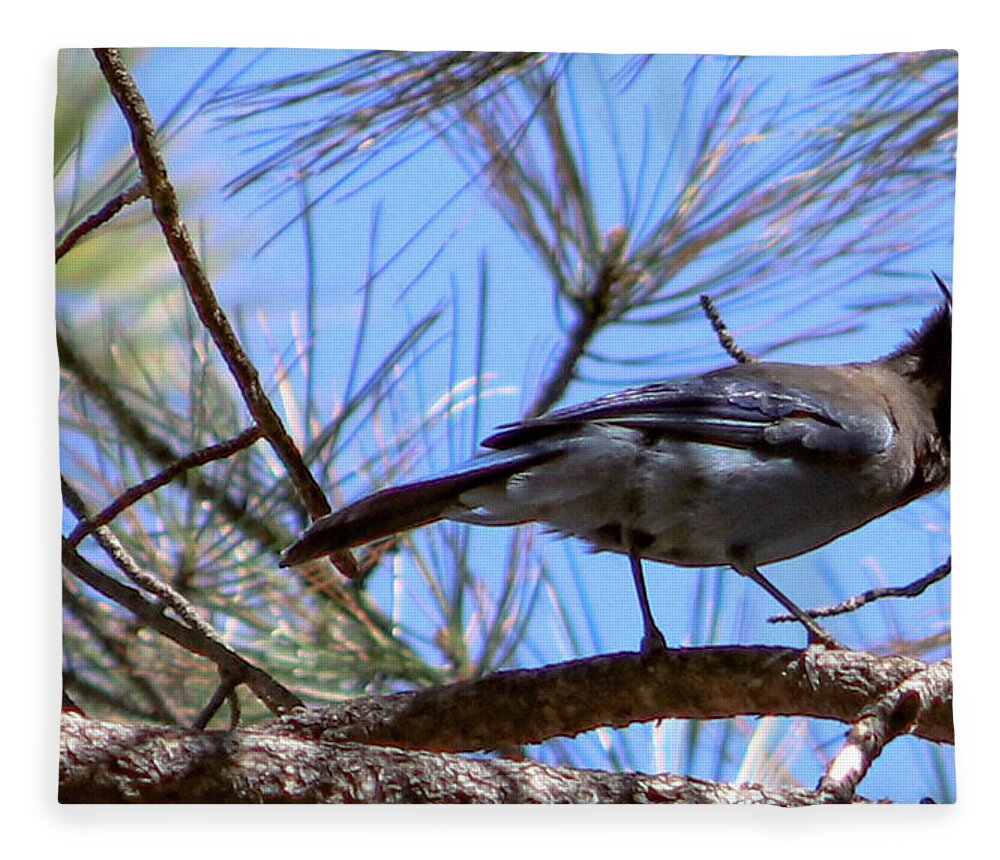 Bluejay Stellar's Bluejay Wild Bird Bird Nature Wildlife Wildlife Photography Nature Photography  Fleece Blanket featuring the photograph What is That? by Laura Putman