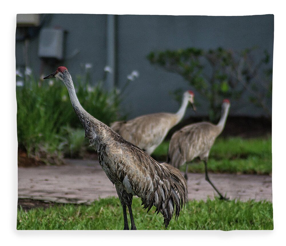 Bird Fleece Blanket featuring the photograph When Cranes Visit by Portia Olaughlin