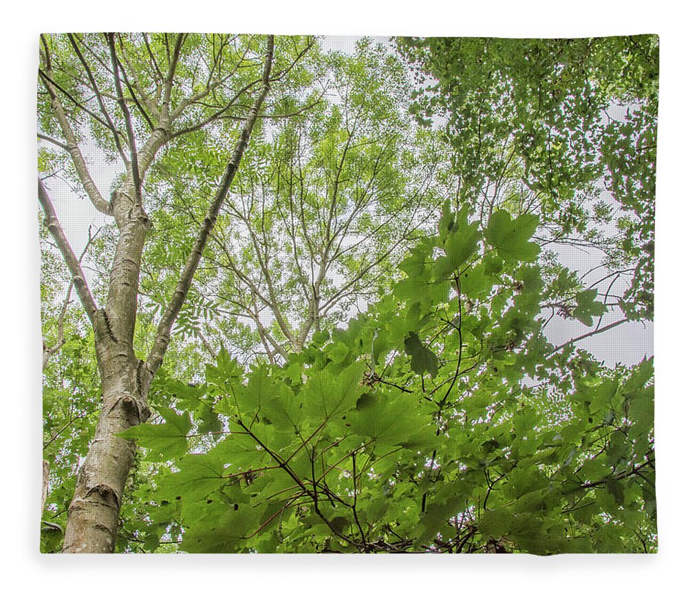 Whetstone Stray Trees Fleece Blanket featuring the photograph Whetstone Stray Trees Fall 20 by Edmund Peston