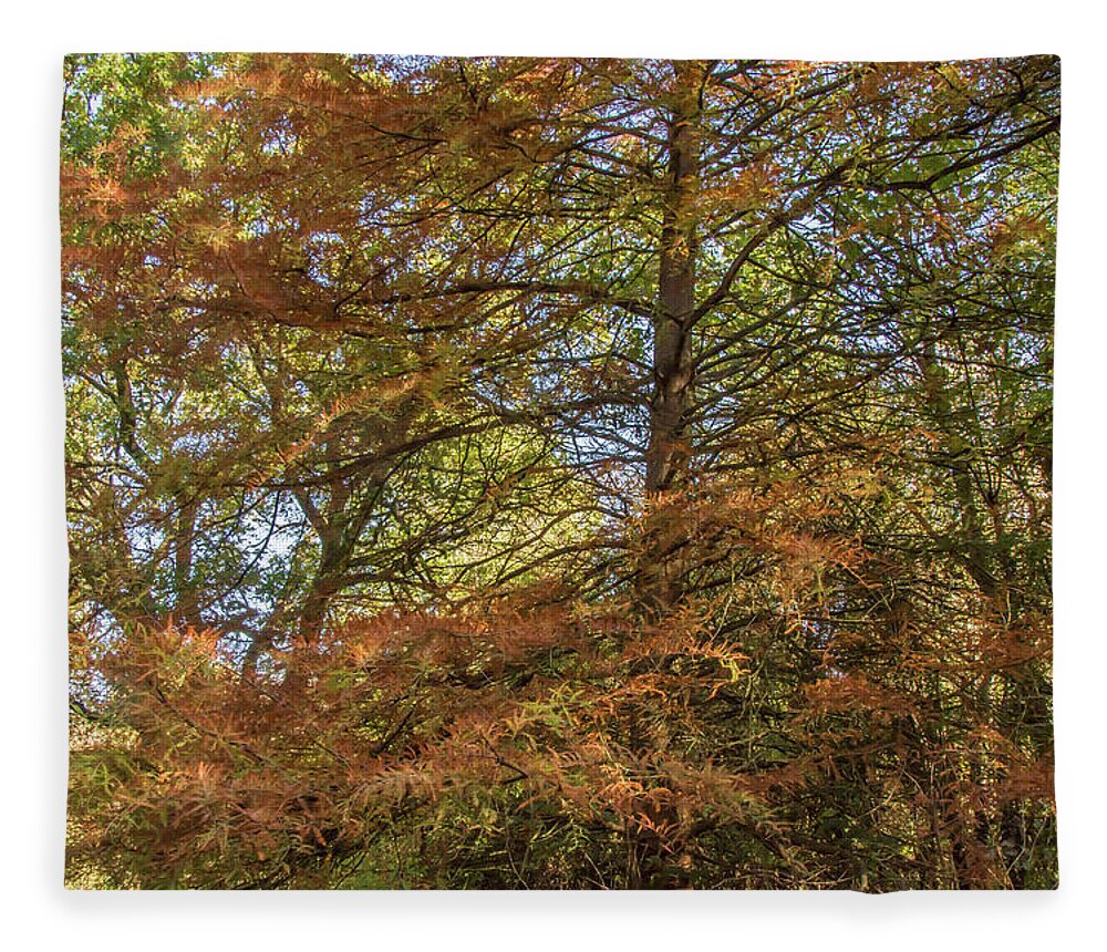 Whetstone Stray Fleece Blanket featuring the photograph Whetstone Stray Trees Fall 3 by Edmund Peston