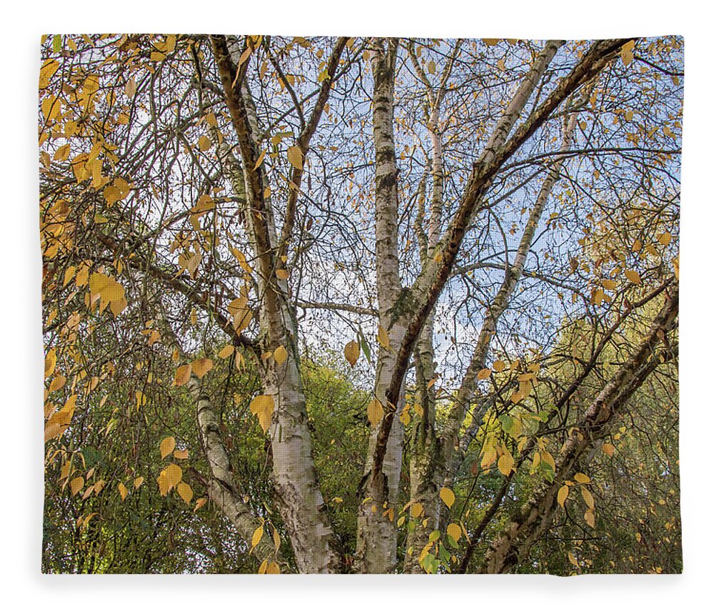 Whetstone Stray Fleece Blanket featuring the photograph Whetstone Stray Trees Fall 4 by Edmund Peston
