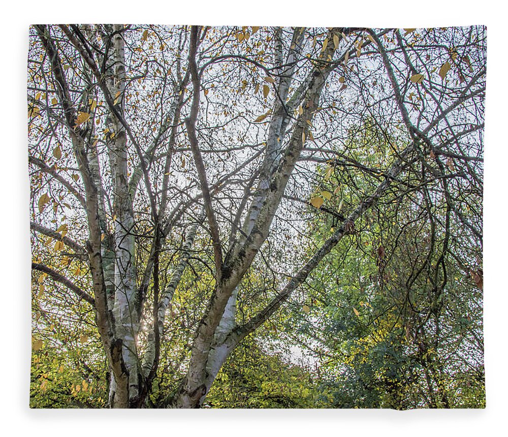 Whetstone Stray Fleece Blanket featuring the photograph Whetstone Stray Trees Fall 5 by Edmund Peston