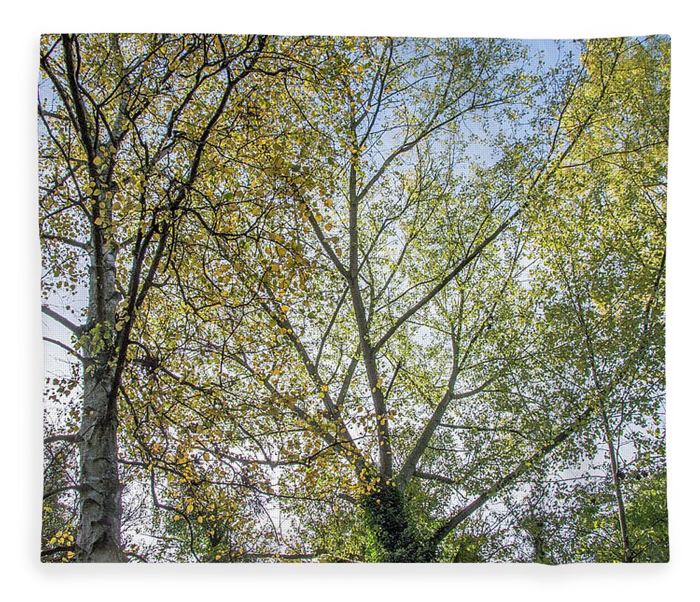 Whetstone Stray Fleece Blanket featuring the photograph Whetstone Stray Trees Fall 8 by Edmund Peston