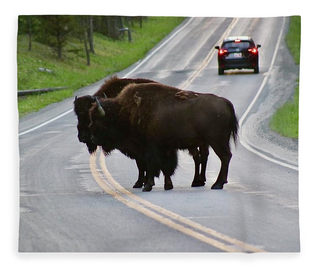 Bison Fleece Blanket featuring the photograph Which way should we go? by Yvonne M Smith
