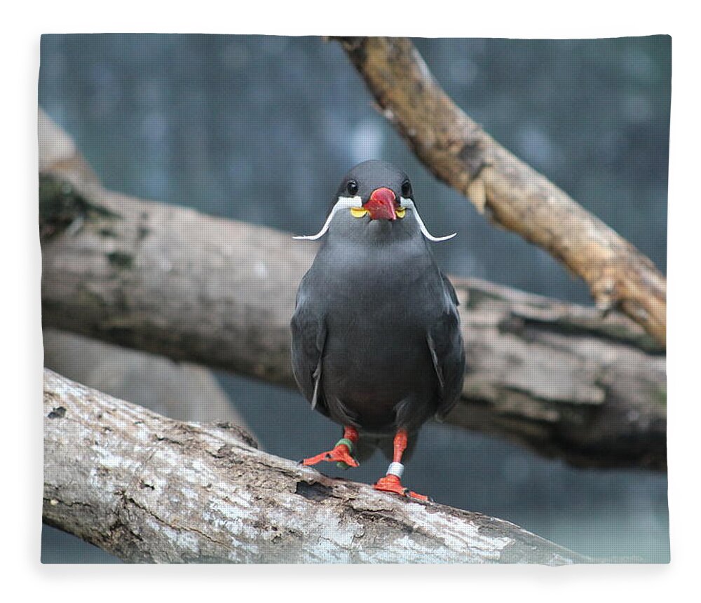 Birds Fleece Blanket featuring the photograph Whiskers by Jean Wolfrum