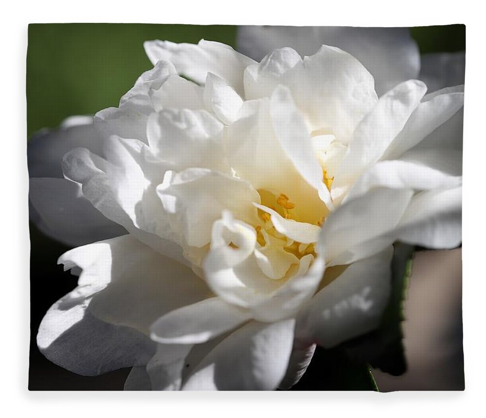 Camellia Fleece Blanket featuring the photograph White Camellia III by Mingming Jiang