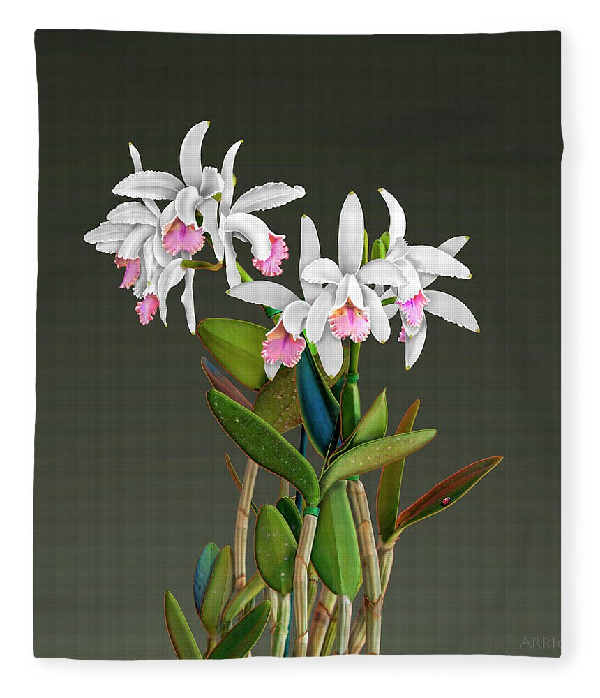 White Cattleya Orchids Fleece Blanket featuring the painting White Cattleya Orchids by David Arrigoni