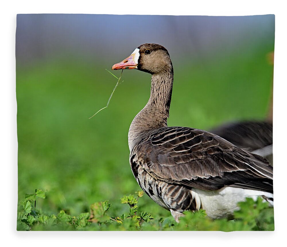  White-fronted Goose Fleece Blanket featuring the photograph White-fronted Goose - Anser albifrons, Sacramento NWR by Amazing Action Photo Video