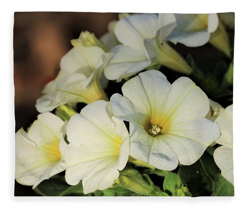 Nature Fleece Blanket featuring the photograph White Petunias in Morning Light by Sheila Brown