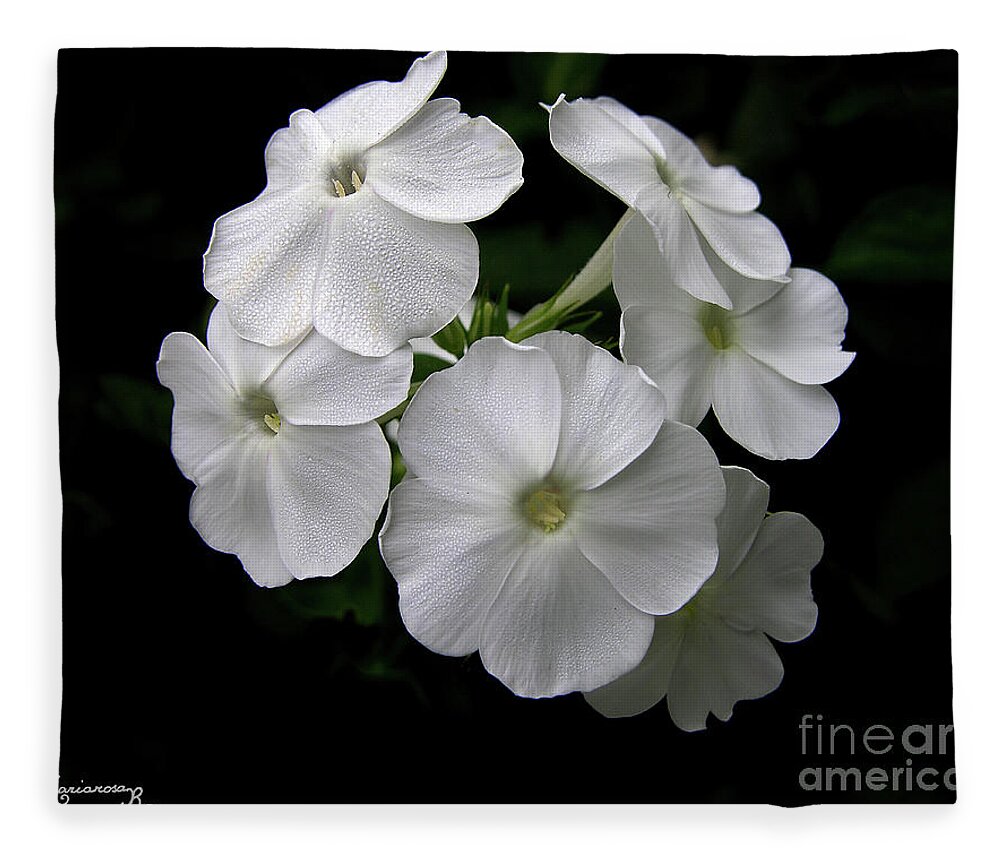 Nature Fleece Blanket featuring the photograph White Phlox by Mariarosa Rockefeller