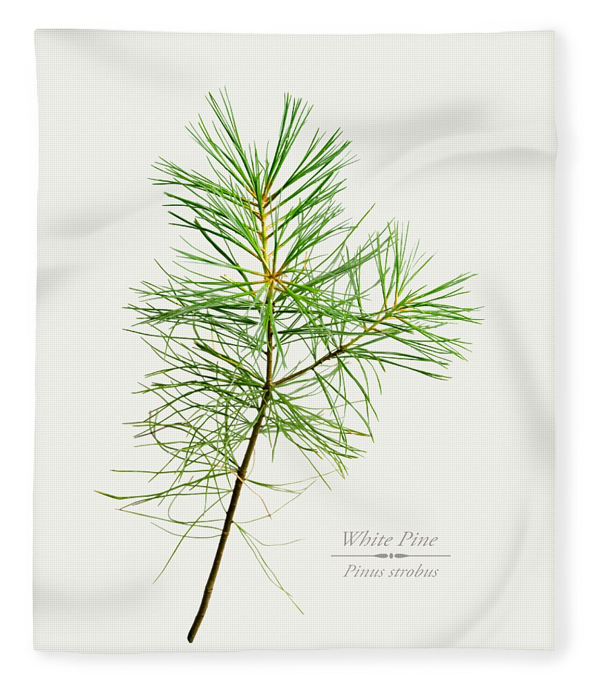 White Pine Fleece Blanket featuring the mixed media White Pine by Christina Rollo