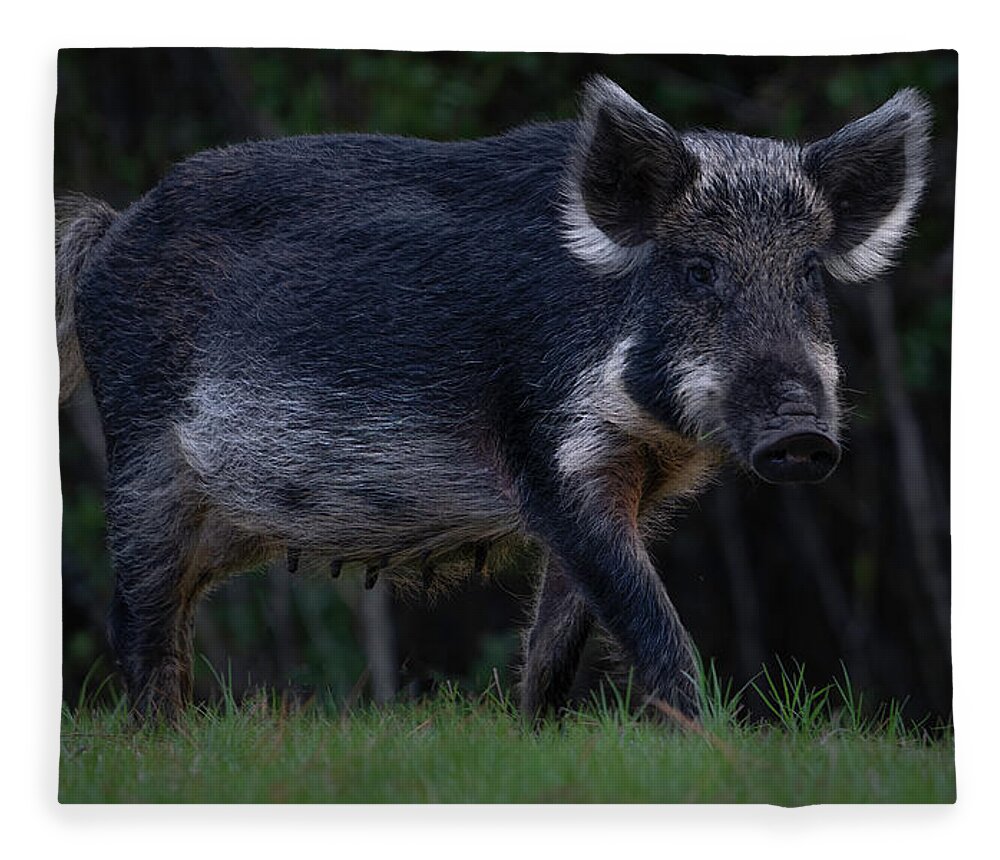 Hog Fleece Blanket featuring the photograph Wild Boar 2 by Larry Marshall