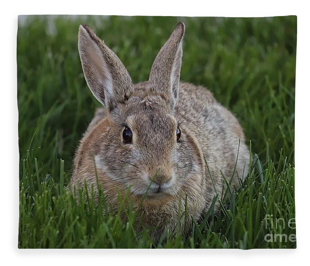 Rabbit Fleece Blanket featuring the photograph Wild Hare by Veronica Batterson